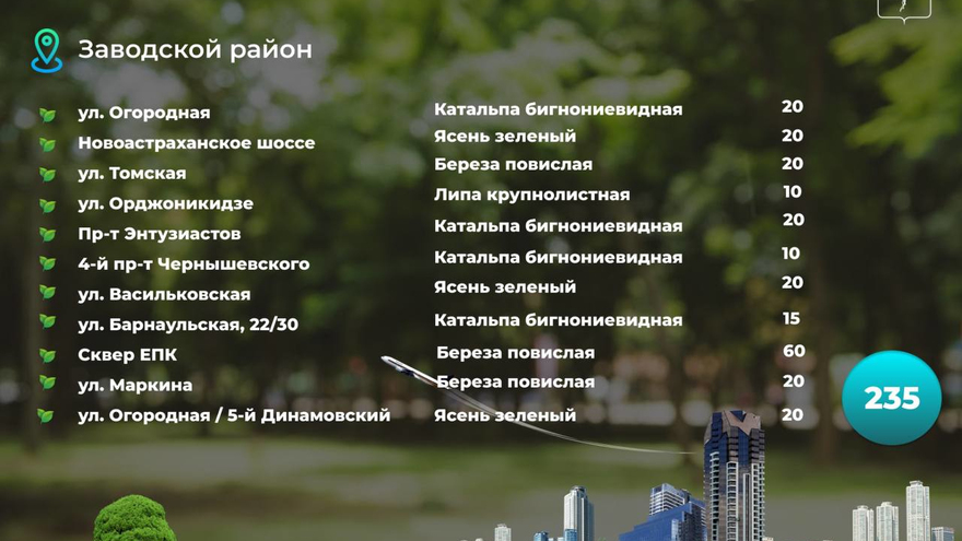 В Саратове осенью высадят 1,5 тысячи деревьев: адреса