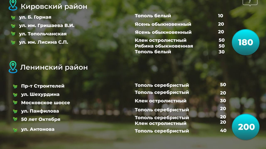 В Саратове осенью высадят 1,5 тысячи деревьев: адреса
