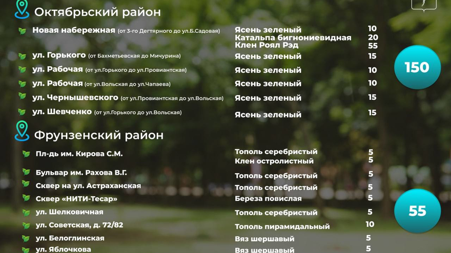 В Саратове осенью высадят 1,5 тысячи деревьев: адреса