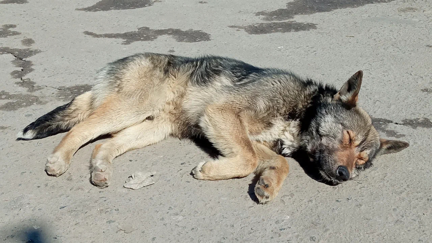 В Саратовской области обсудят новый закон об усыплении собак