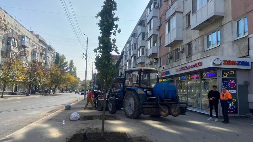 В Саратове высадят сотню кленов