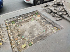 На Московской вырезают тротуар для высадки деревьев