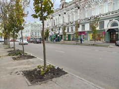 На Московской вырезают тротуар для высадки деревьев
