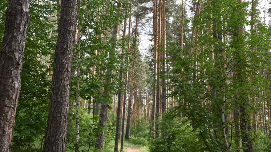 В Саратове создали второе лесничество для Кумысной поляны