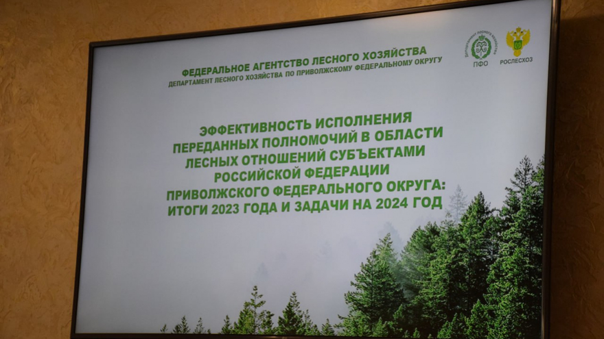 В Саратовской области будут выращивать больше деревьев
