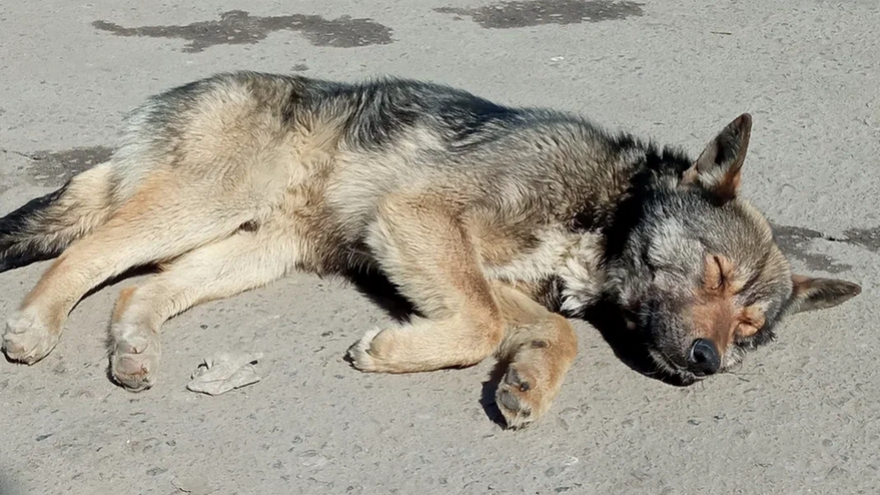 В Солнечном около школы бездомный пес покусал девушку-подростка: у нее перелом руки