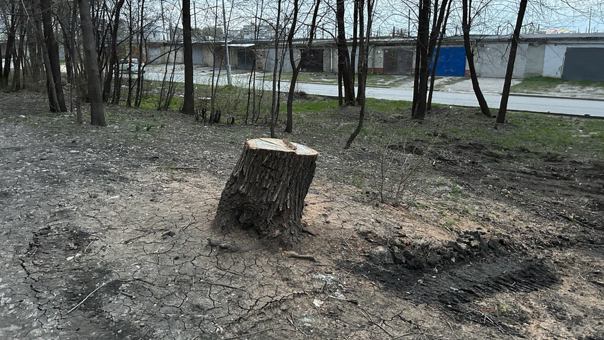 Читатели: варвары спилили здоровое дерево в Солнечном