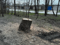 Читатели: варвары спилили здоровое дерево в Солнечном