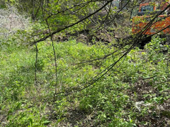 Очевидец: в Заводском районе засыпают ручей и вырубают деревья