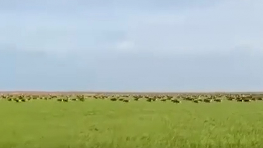 Глава района пожаловался на нашествие краснокнижных сайгаков в Саратовскую область