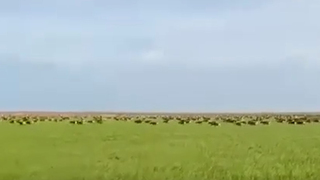 Глава района пожаловался на нашествие краснокнижных сайгаков в Саратовскую область