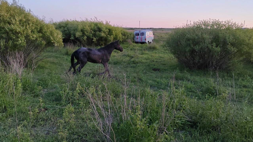 Под Саратовом спасли утопавшую в иле лошадь