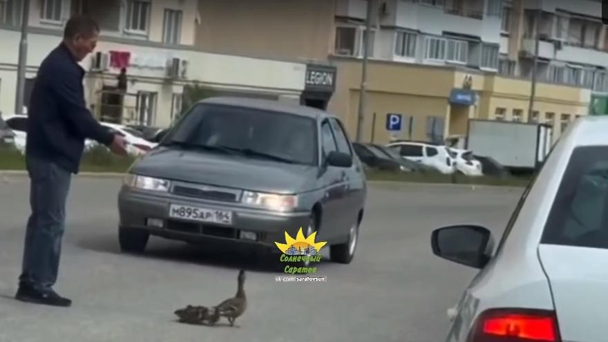 В Саратове мужчина помог утке с утятами перейти через дорогу