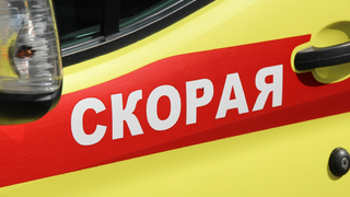 Домашняя собака разорвала школьнику веко: страдания ребенка оценили в 50 тысяч рублей