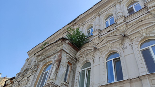 В Саратове на ветхом памятнике архитектуры растет лес