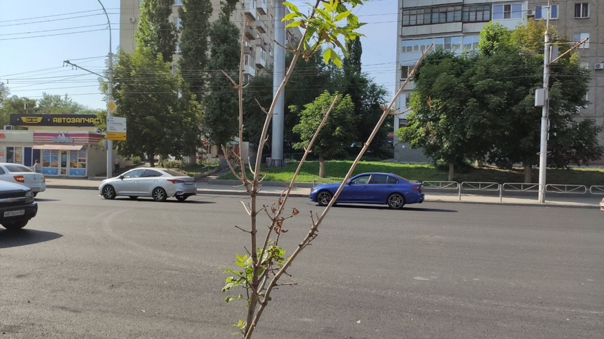 В Саратове на улице Чернышевского умирают саженцы деревьев