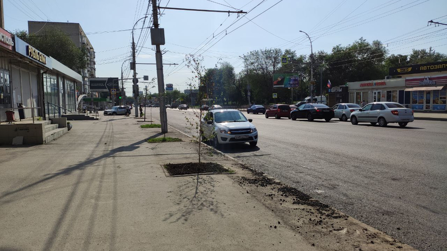 В Саратове на улице Чернышевского умирают саженцы деревьев