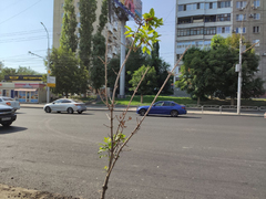 В Саратове на улице Чернышевского умирают саженцы деревьев