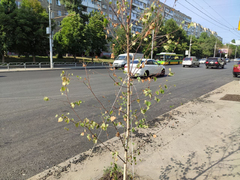 В Саратове на улице Чернышевского умирают саженцы деревьев