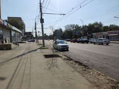 В Саратове на улице Чернышевского умирают саженцы деревьев