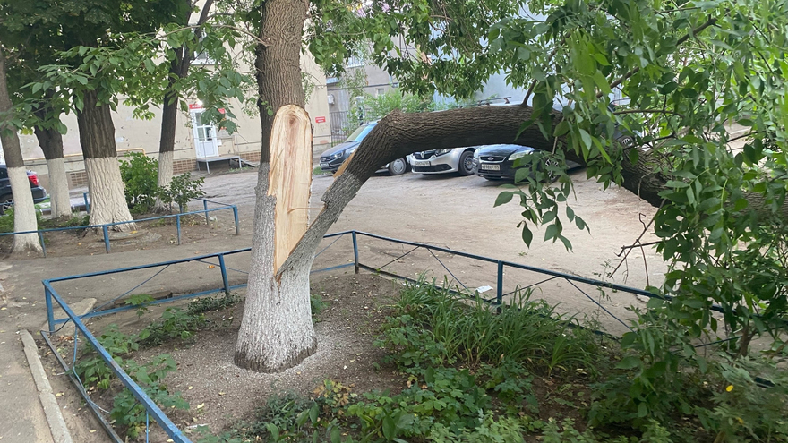 В Саратове ветка дерева упала на четверых детей