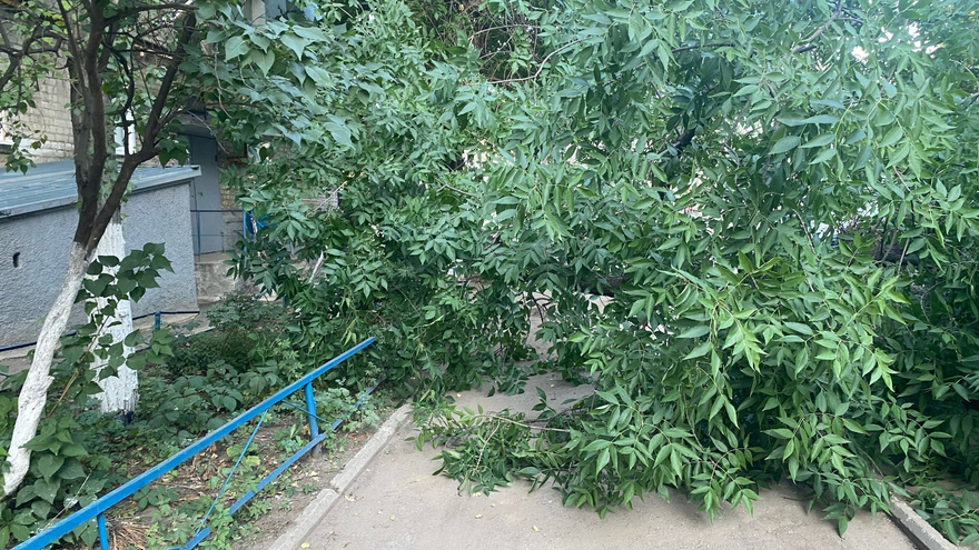 В Саратове ветка дерева упала на четверых детей