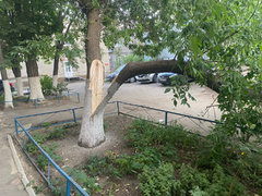 В Саратове ветка дерева упала на четверых детей