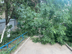 В Саратове ветка дерева упала на четверых детей