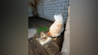 В Саратовской области курица высидела шесть птенцов павлина