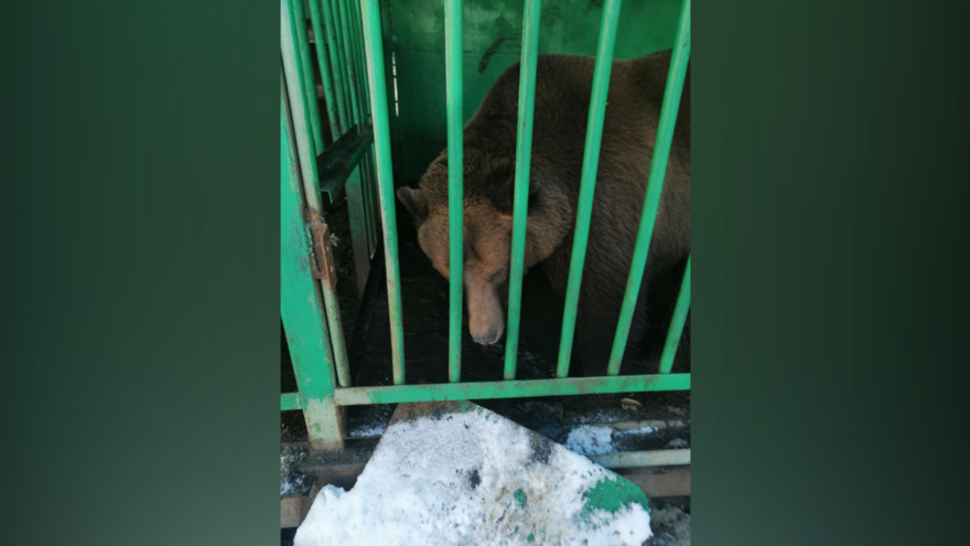 В Саратовской области из гостиницы сбежал медведь