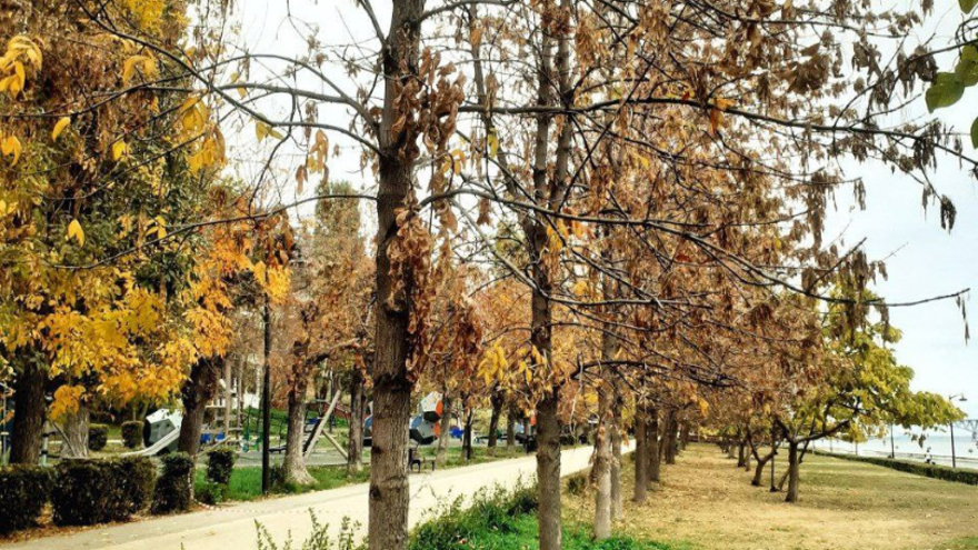 На саратовской набережной начали спиливать ясени