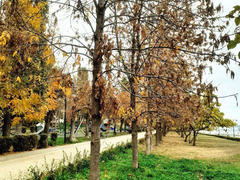 На саратовской набережной начали спиливать ясени