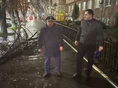 В центре Саратова дерево покалечило 16-летнюю девушку