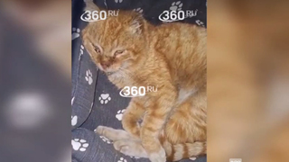 Добровольцы спасают больного кота, прожившего 7 лет у могилы хозяина