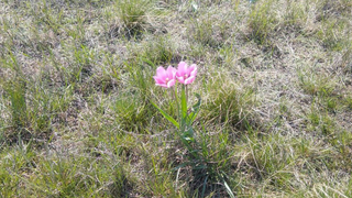 Фестиваль тюльпанов под Саратовом отменили из антитеррористических соображений