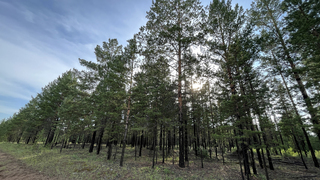 В Саратовской области запретили ходить в лес