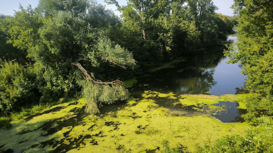 В тихом омуте никто не водится: в Саратовской области чиновник на сапборде проинспектировал реку Медведица