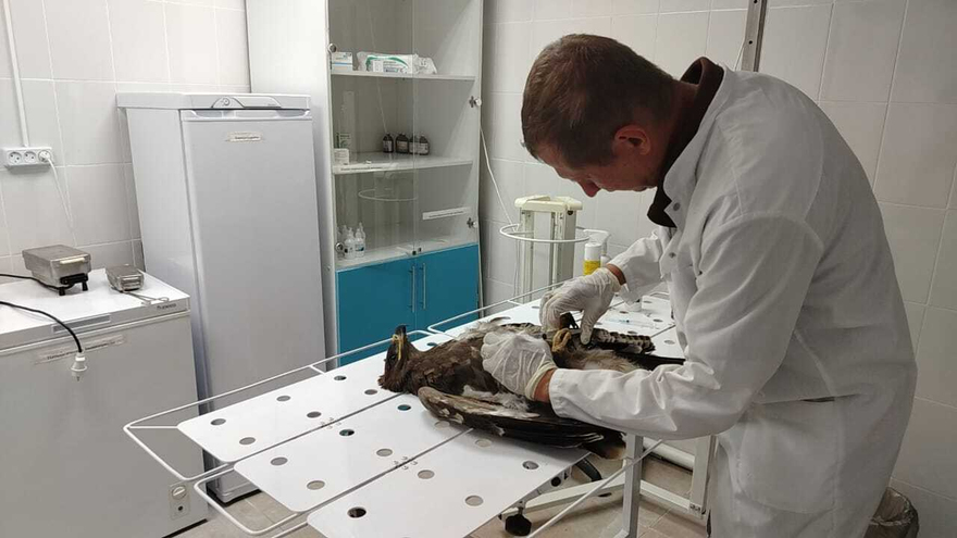 Саратовские ветеринары спасли орленка со сломанным крылом