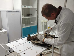 Саратовские ветеринары спасли орленка со сломанным крылом