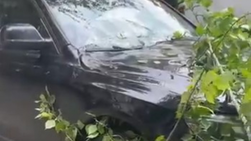 В Саратове дерево рухнуло на две машины