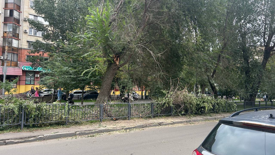 В Саратове ветка перекрыла участок оживленной улицы