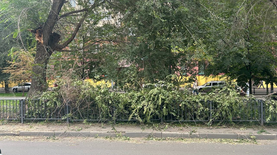 В Саратове ветка перекрыла участок оживленной улицы