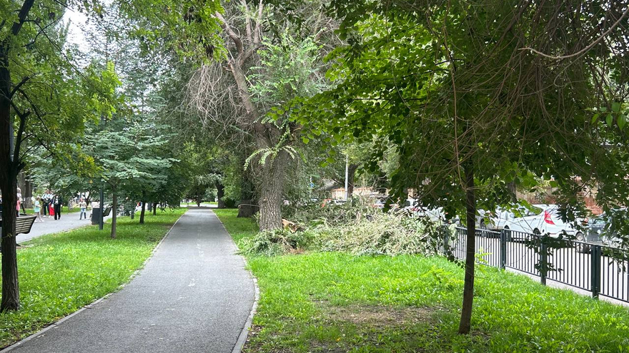 В Саратове ветка перекрыла участок оживленной улицы