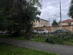 В Саратове ветка перекрыла участок оживленной улицы