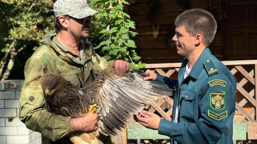 В Саратовской области спасли краснокнижного орла-могильника