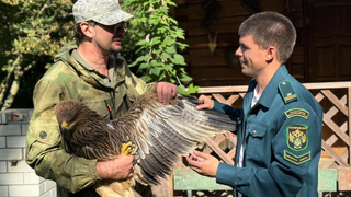 В Саратовской области спасли краснокнижного орла-могильника