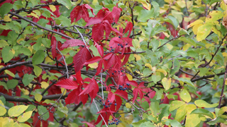 Жителям Саратовской области пообещали жару, холод и дождь