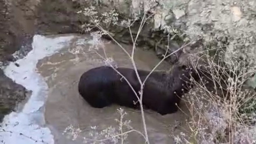 В Саратовской области коммунальщики спасли лосенка из ямы с водой
