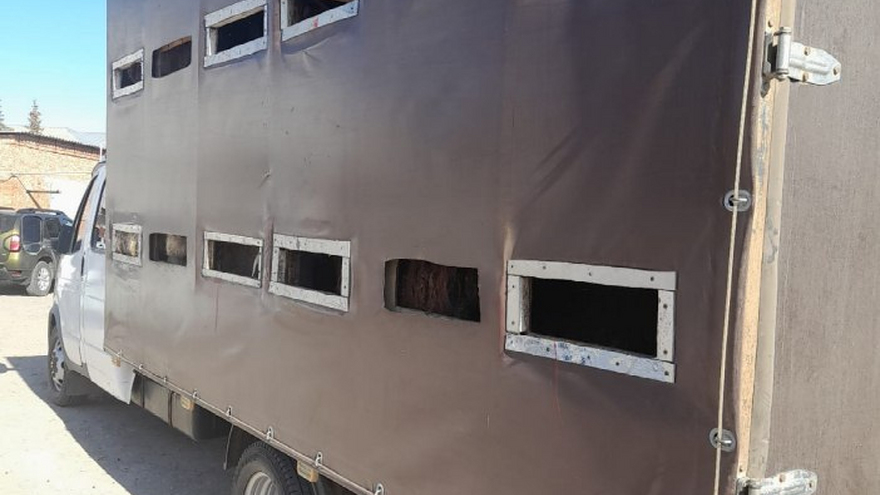 Саратовская полиция задержала 50 баранов
