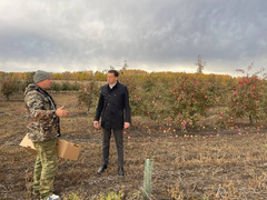 В Петровском районе стадо косуль годами кошмарит садовода 